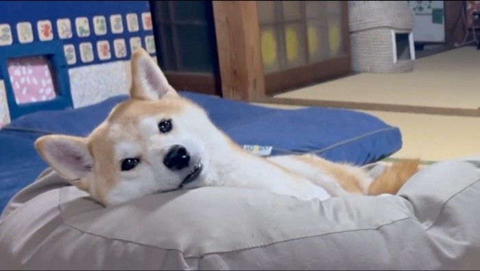 大きなクッションの上でくつろぐ犬