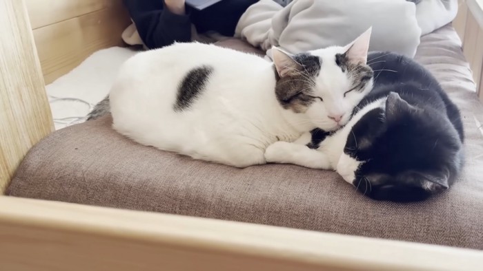寄り添って眠る2匹の猫ちゃん