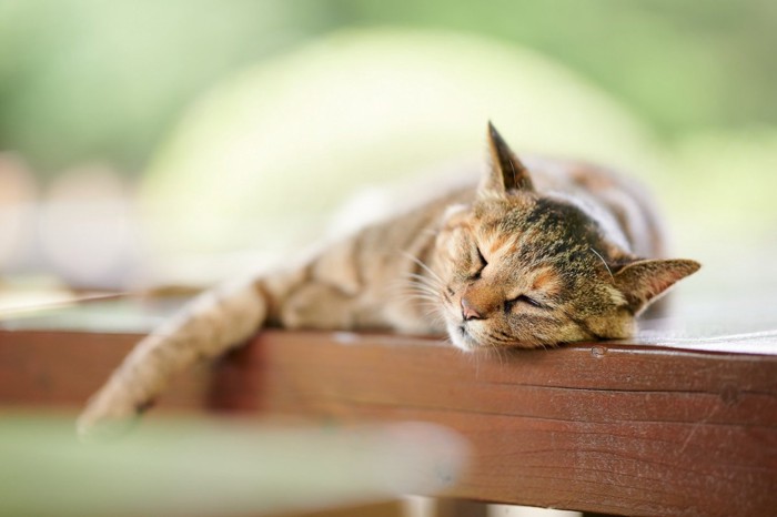 元気がない猫