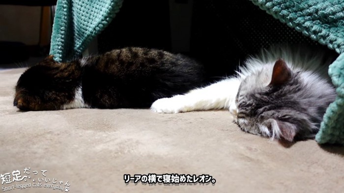 寝ている2匹の猫