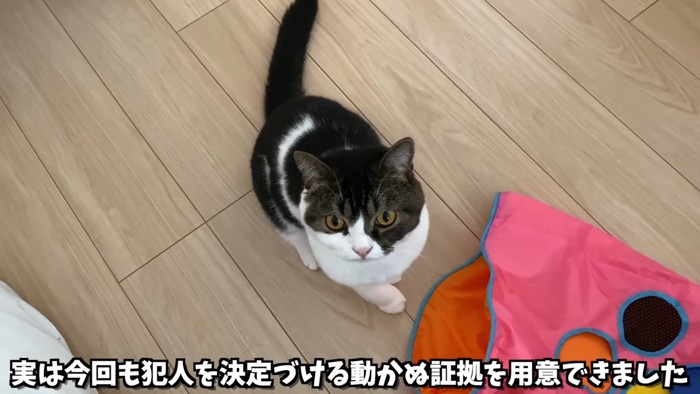 見上げる猫