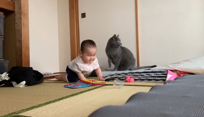 やめる猫