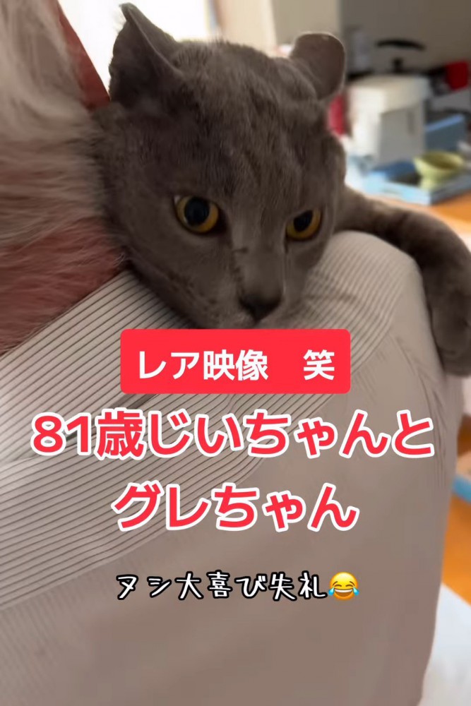 人の肩に顔を乗せる猫