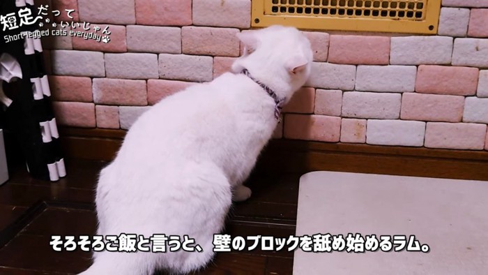 壁の方を向く猫