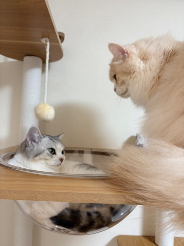 透明ボウルの中で丸くなる猫とじっと見守る長毛猫（クリーム）