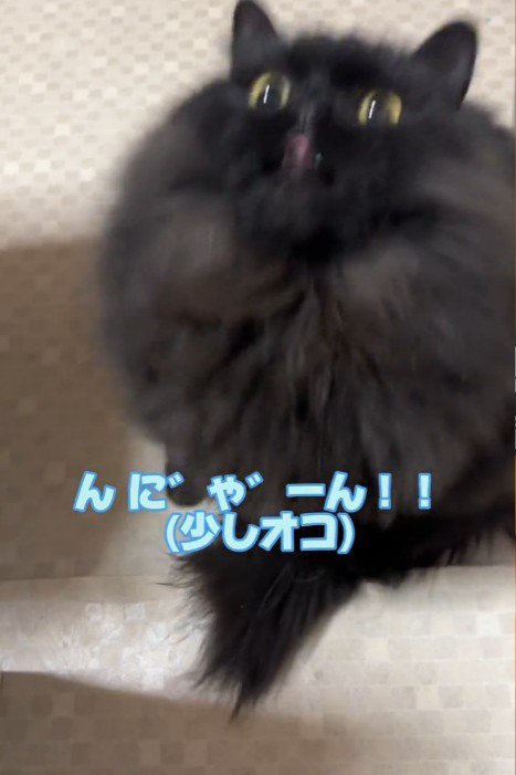 上を向いて鳴く猫