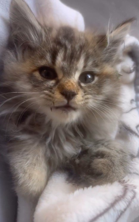 毛布にくるまれた子猫