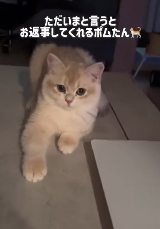 伏せをしたままお出迎えする猫