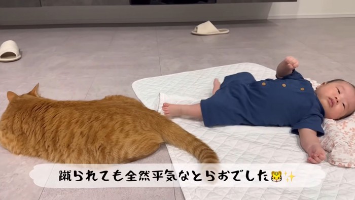 テロップ「蹴られても全然平気な~」