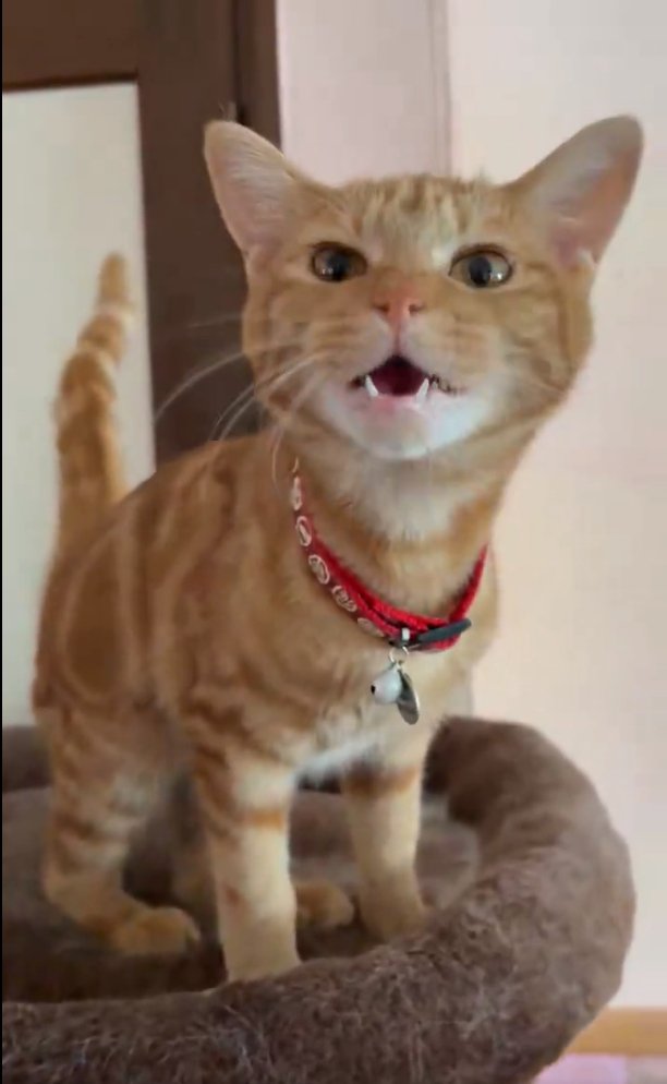 一生懸命鳴く子猫
