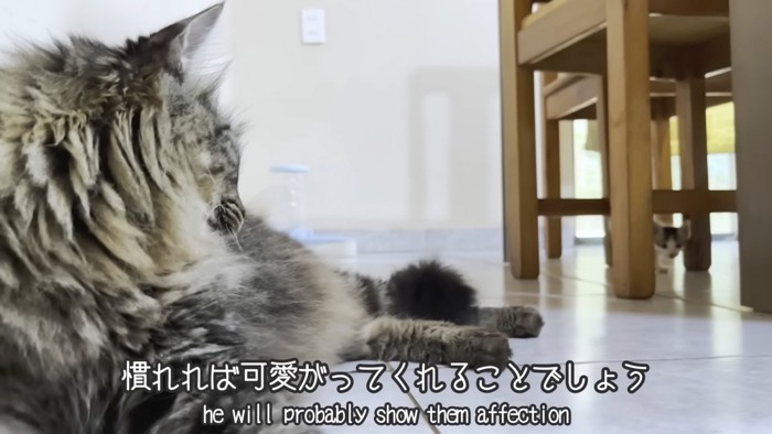 見つめる猫