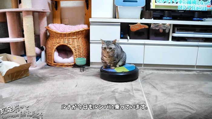 ロボット掃除機に乗る猫