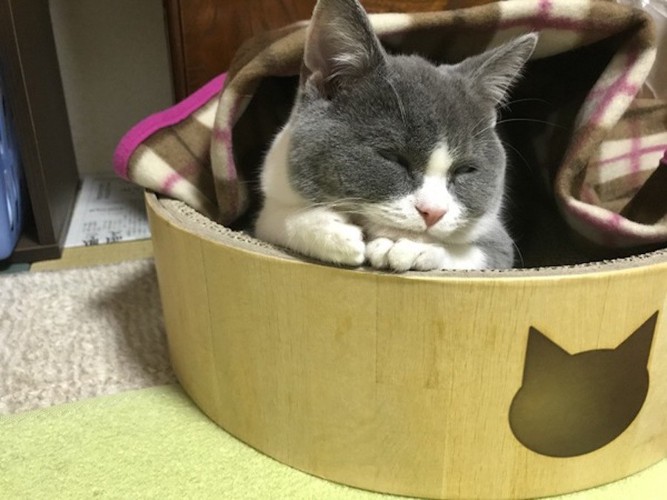 ボウル型の爪研ぎの中で眠っている猫