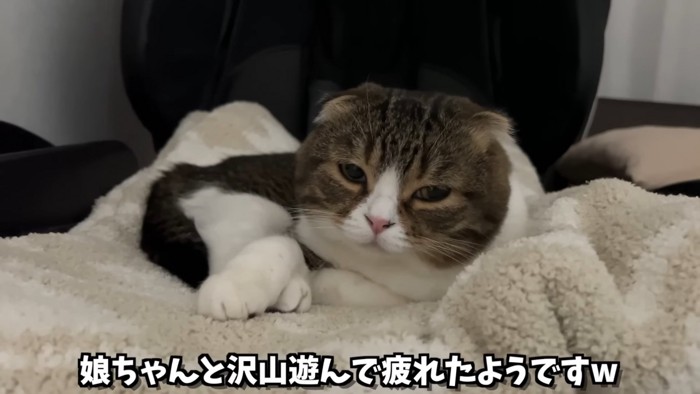 眠そうな猫