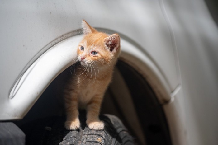 車上の猫