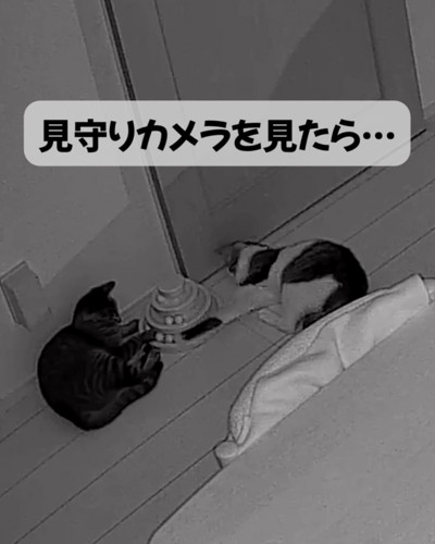 ボールタワーで遊ぶ二匹の猫