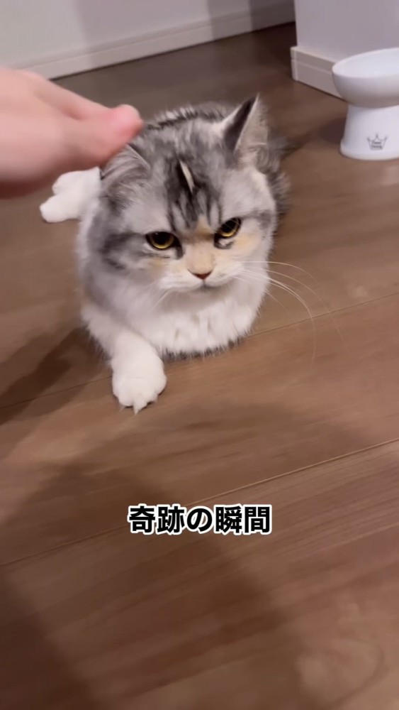 撫でられる猫