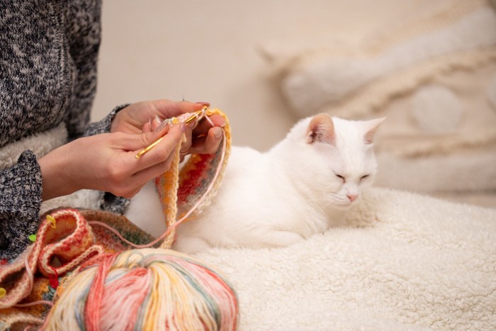 飼い主のそばでくつろぐ猫