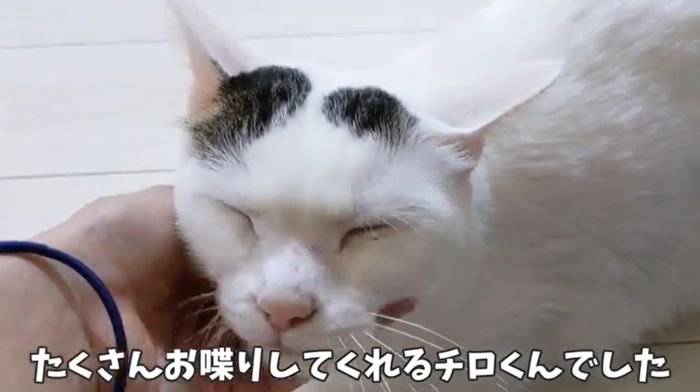 お喋り大好きチロくん