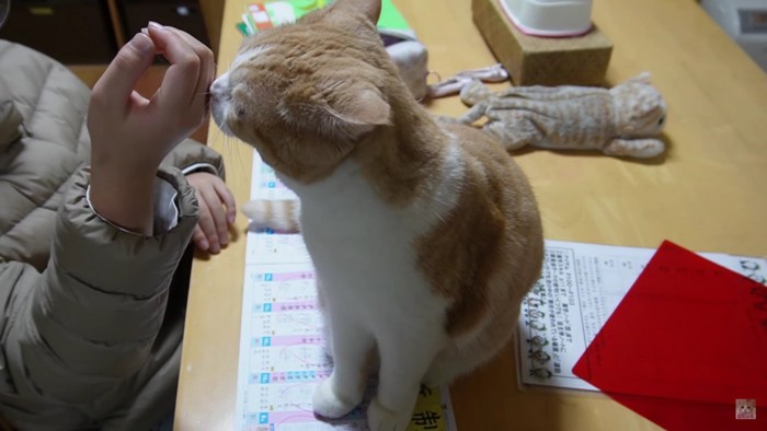 手に鼻を付ける猫