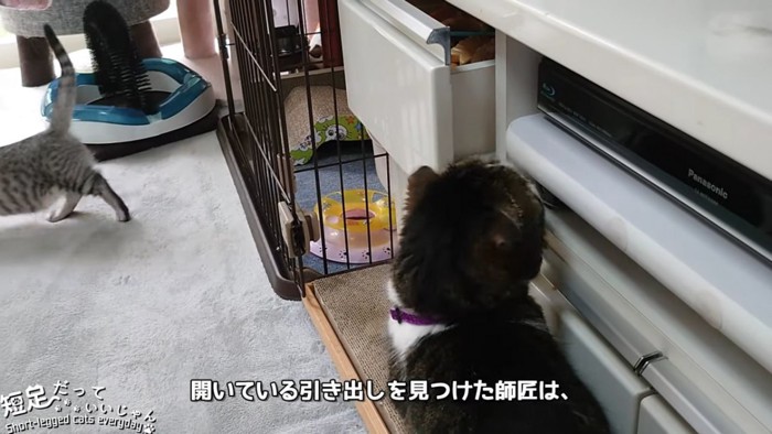 開いた引き出しを見上げる猫