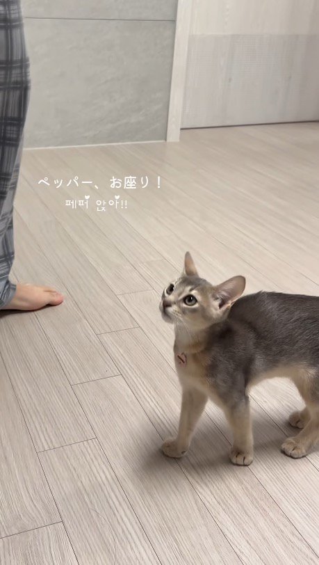 飼い主を見上げる猫
