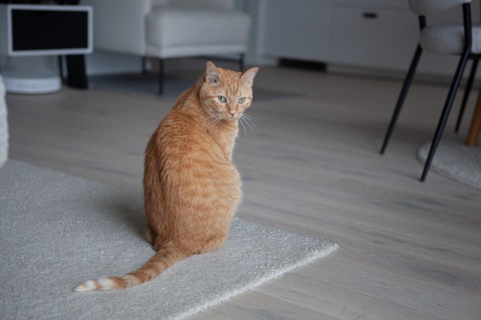 背中を向けたまま振り返る猫
