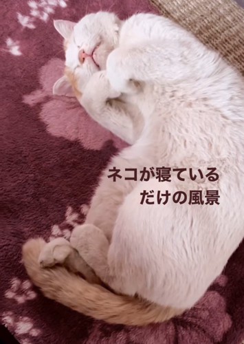 前足を胸の前に寄せて仰向けで寝る猫