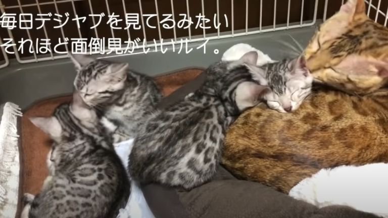 父猫と子猫たち