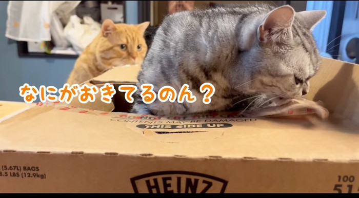 段ボールに近づく猫