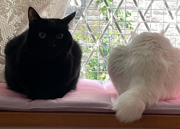 目を開く黒猫