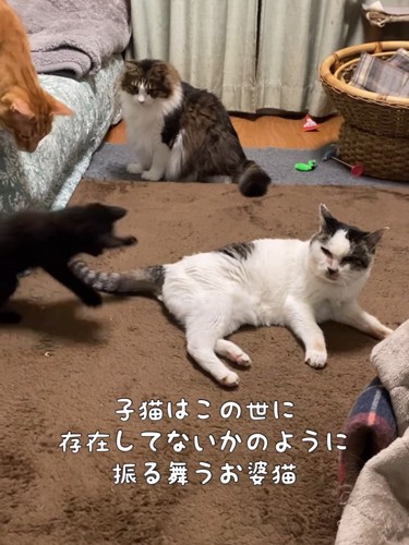 老猫のしっぽに飛びかかる子猫