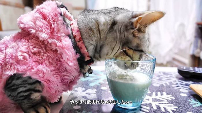 ミルクを飲む猫