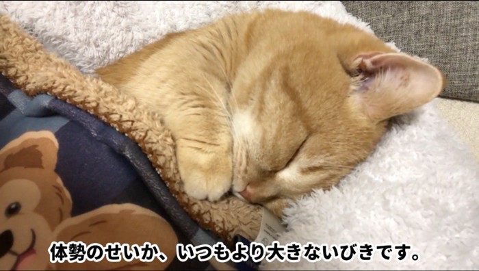 指を口元に当てながら眠る猫