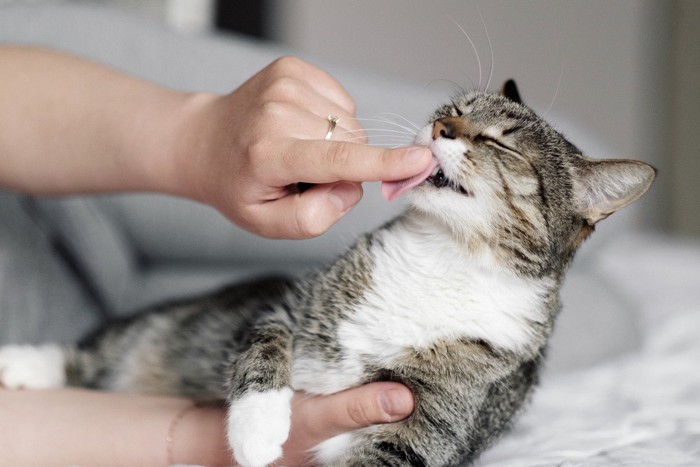 飼い主の指を舐める猫