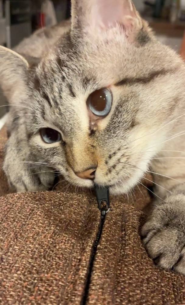 ジッパーを噛む猫