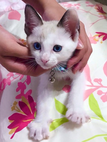 白い子猫