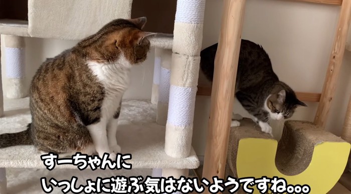 タワーの上の猫