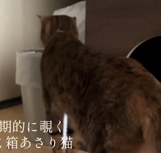 別日にもゴミ箱を漁る猫