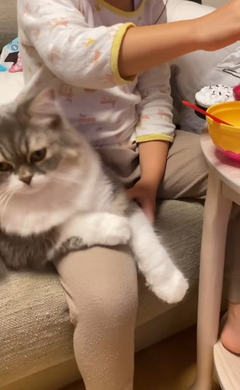 女の子のそばにいるスコティッシュフォールドの