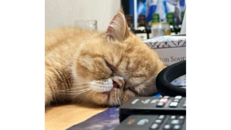 寝ている猫