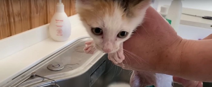 洗われている子猫