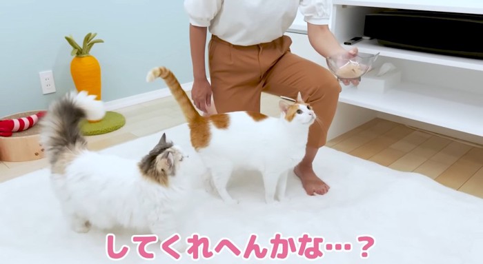 見上げる猫