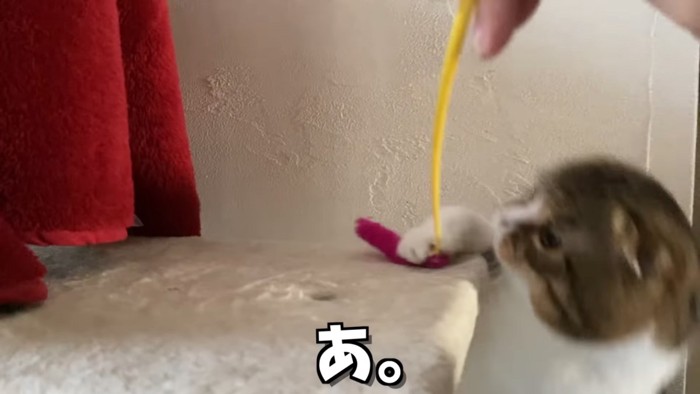 キャットタワーから落ちる猫