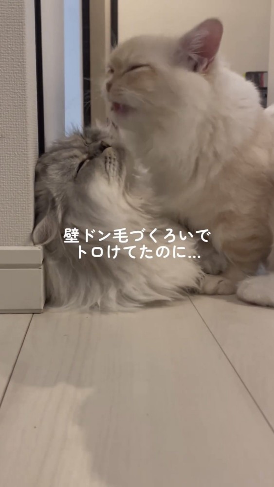 じゃれ合う2匹の猫