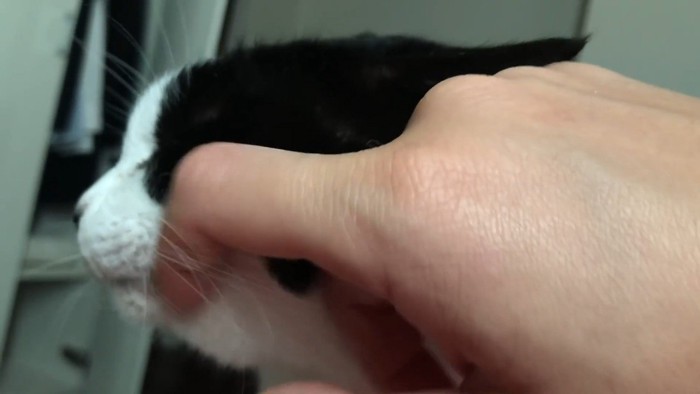 頬をなでなで