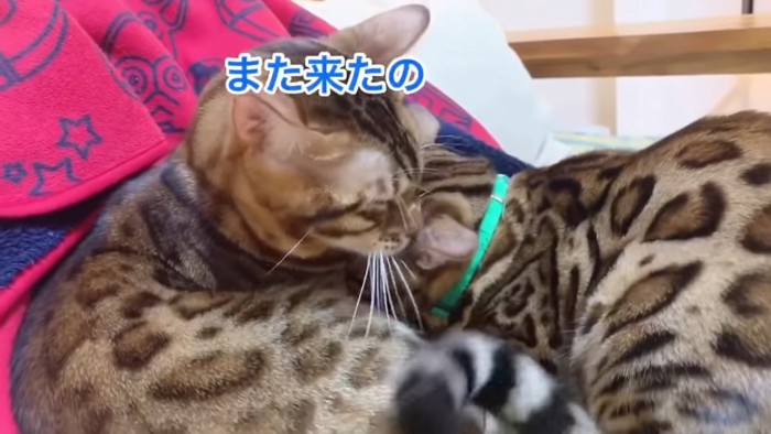 親猫の首元に顔を埋める緑色の首輪の猫