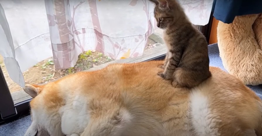 柴犬の上の子猫