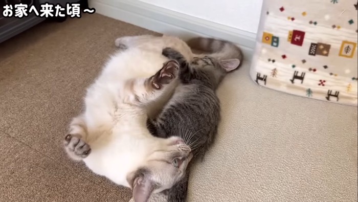 おチビ先輩と