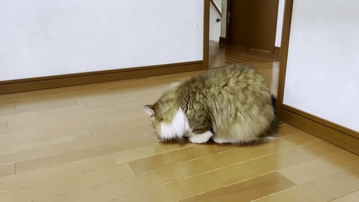 鎖を途中で落としちゃった猫